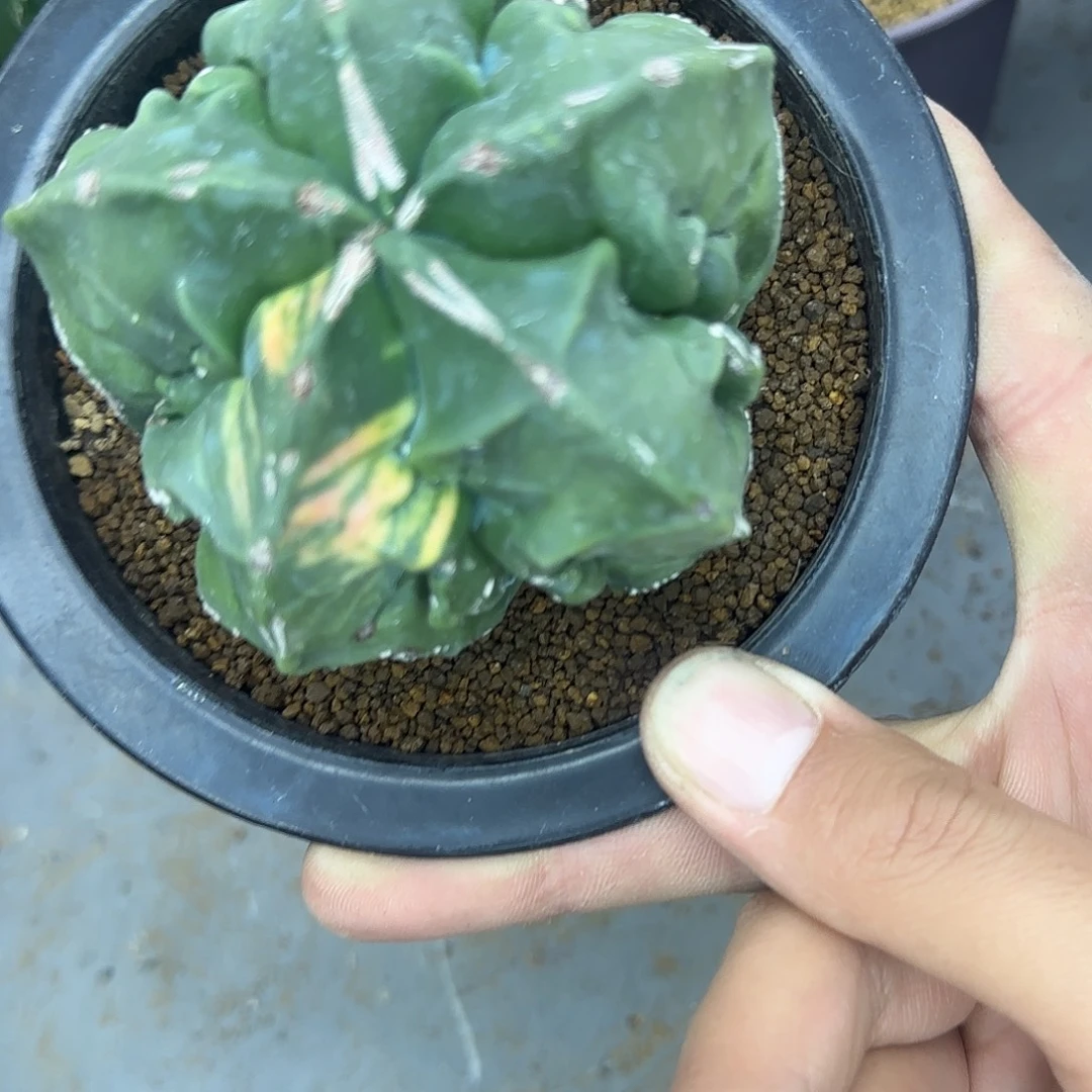 核桃鸾凤玉锦020020