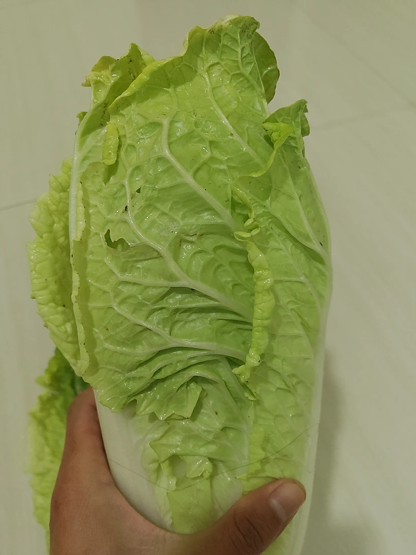 江西抚州农家新鲜黄芽白菜时令蔬菜爽口炒菜新鲜的应季蔬菜