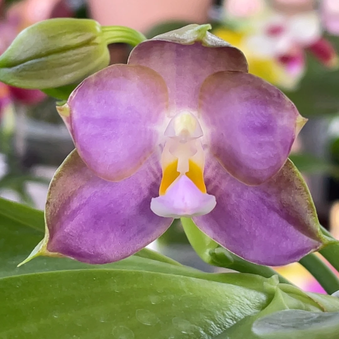 大部分花苞少量开放