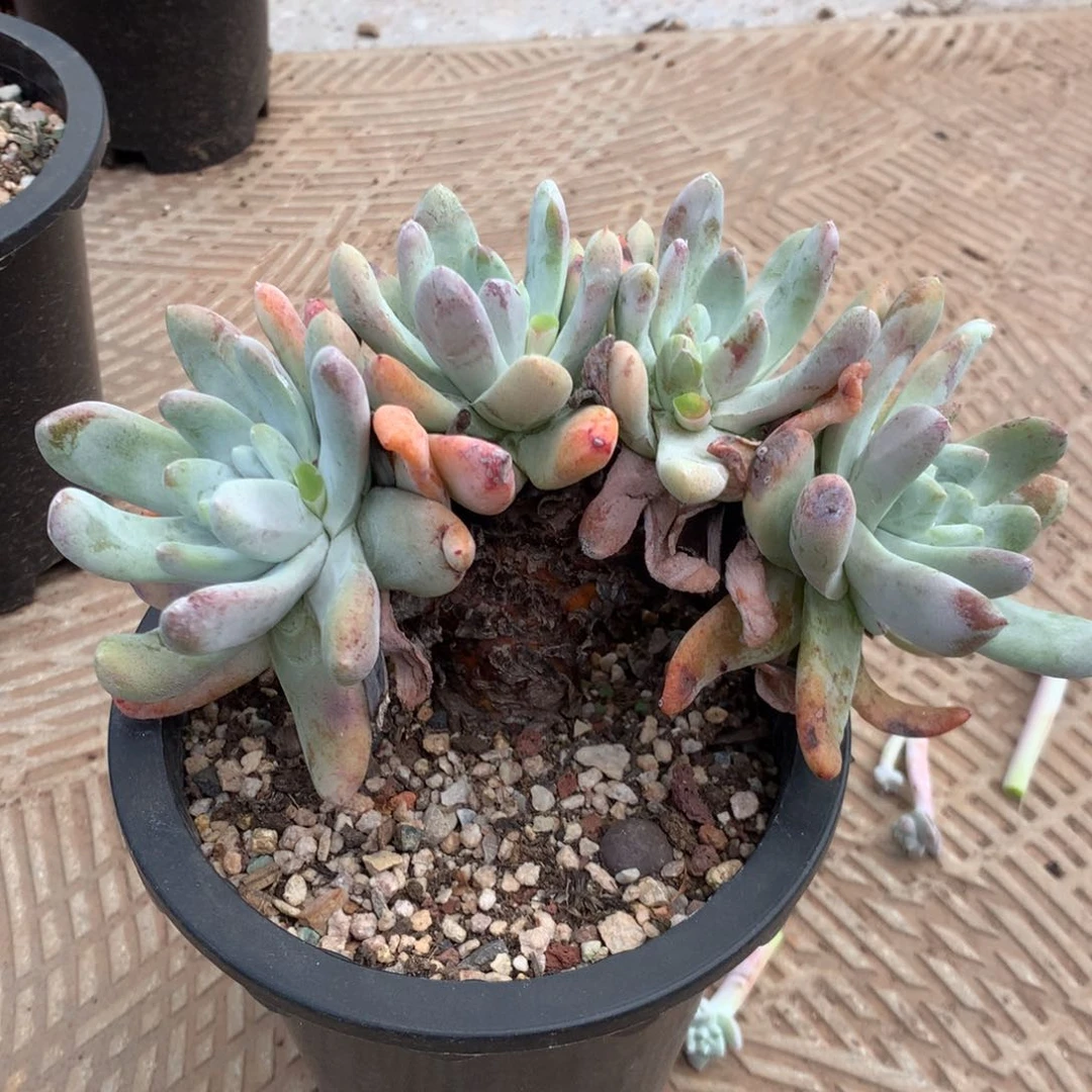 四头高桩拇指，2月8日发货