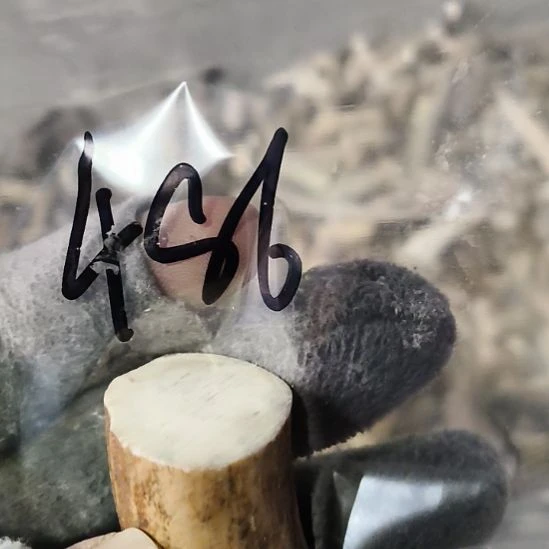 麦***师鹿角鹿角鹿角鹿角鹿角鹿角
