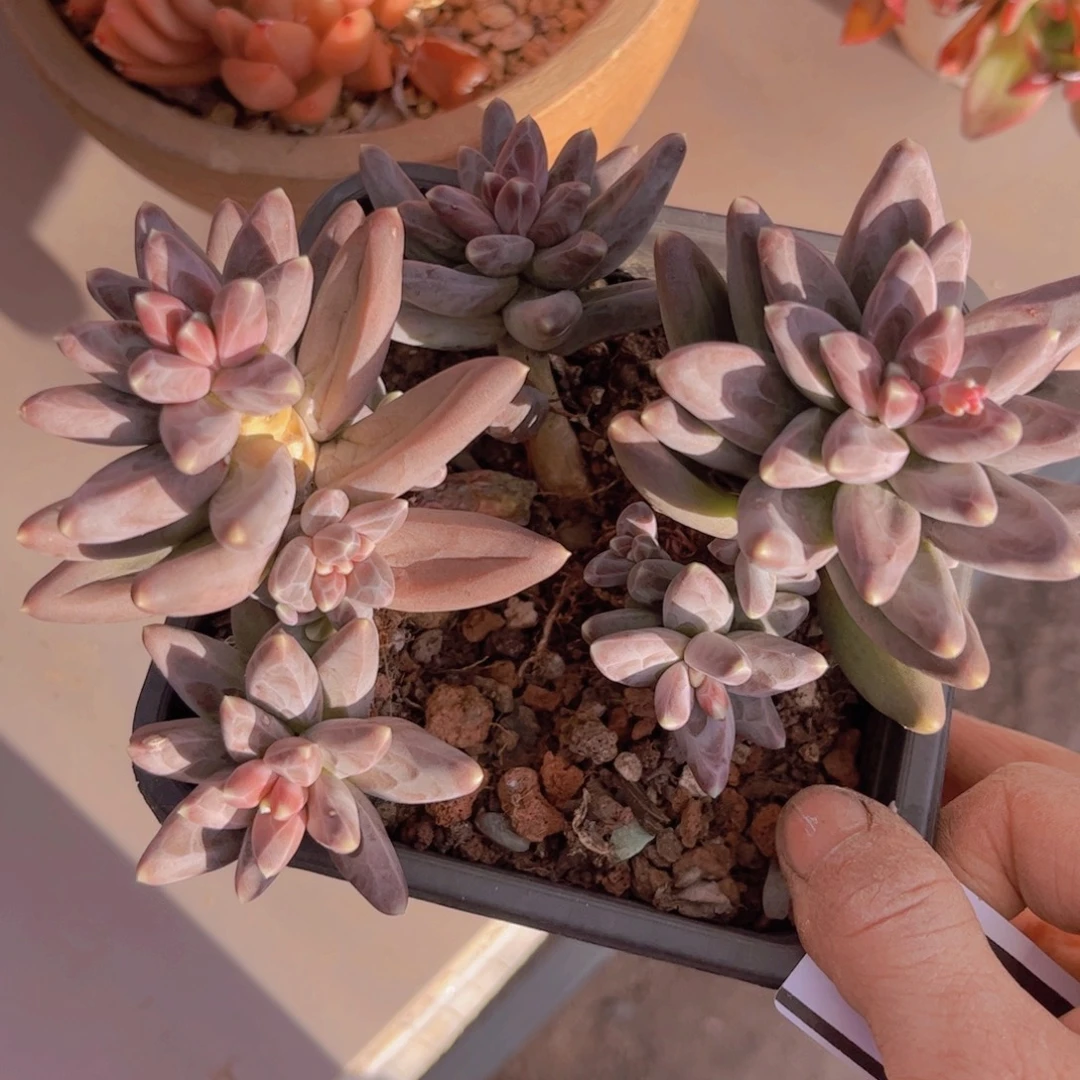 凤羽0128多肉植物