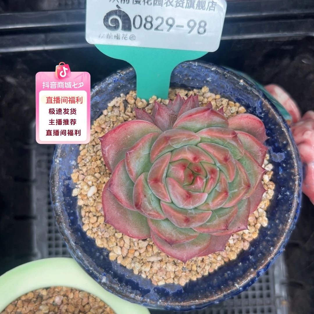 多肉一物一拍0829-98