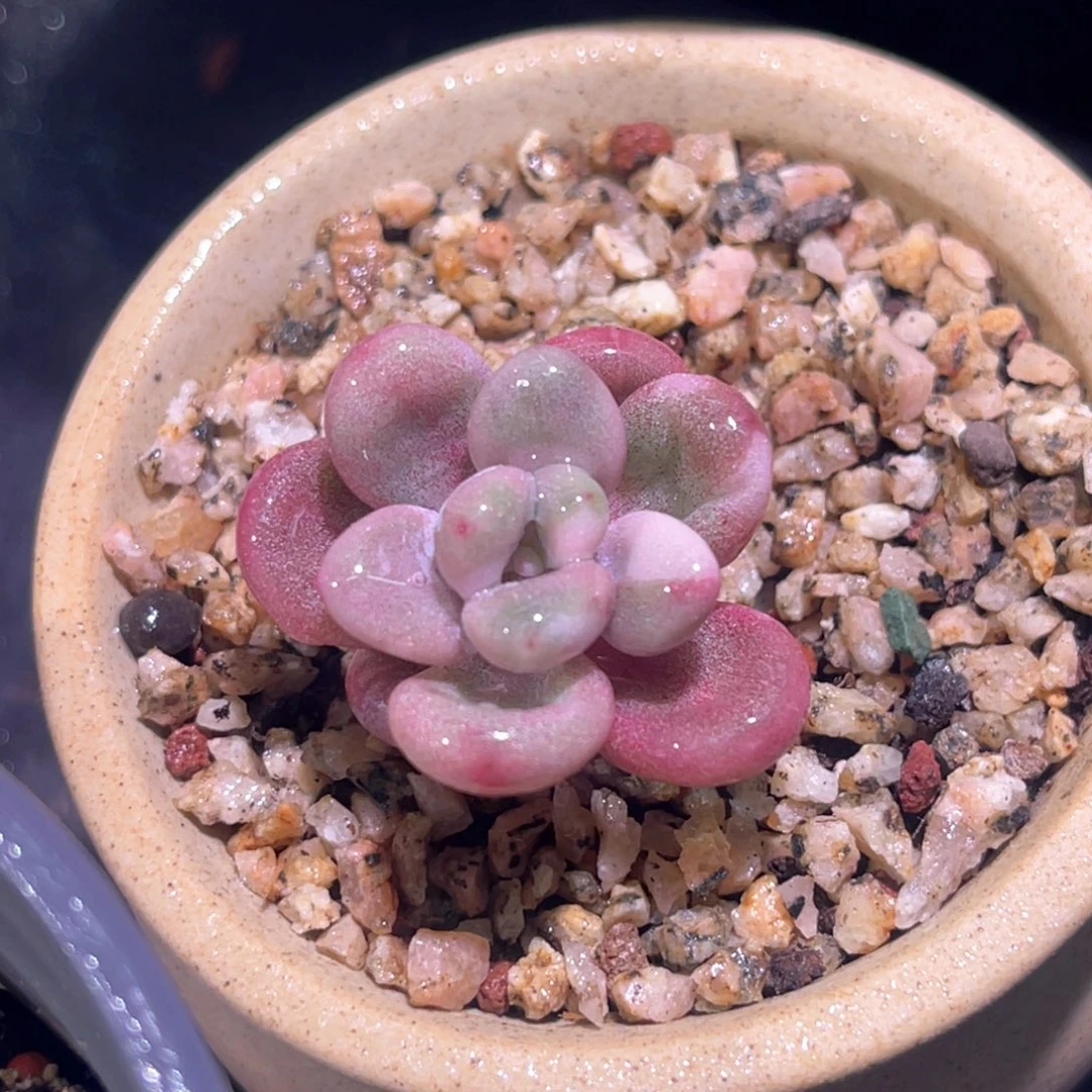 多肉特价桃蛋锦有须根