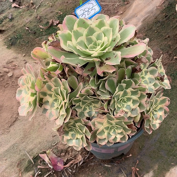 多肉植物叶罗刹383号