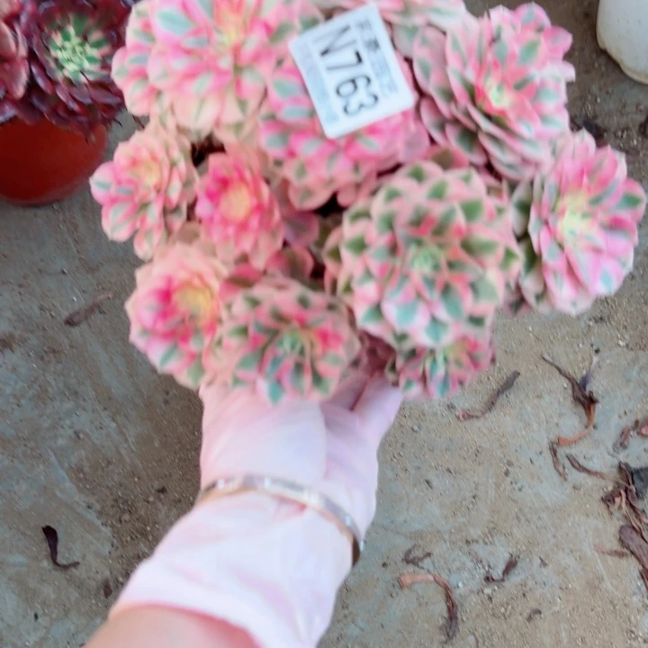 763倾城官服20左右2