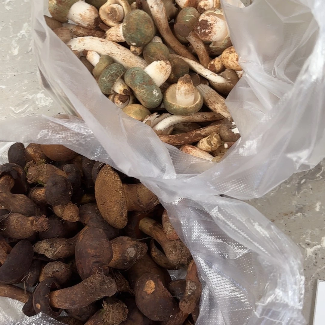 水***吉云南南华野生菌中国大陆