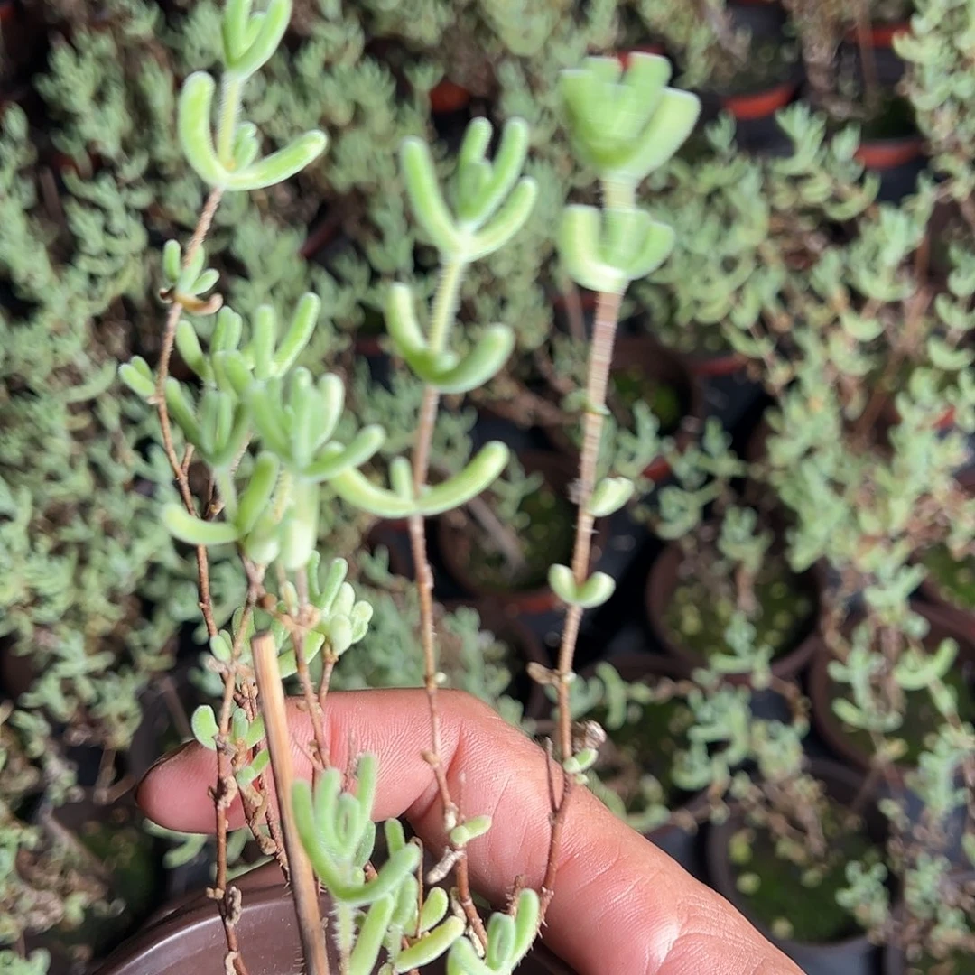 白色恋人90杯老桩福利