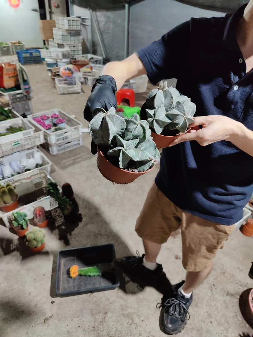 多头白沙阮凤玉一颗