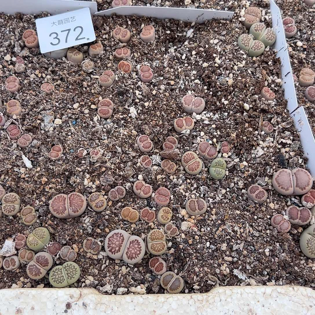 清框脱土发无售后默认有疤。 372