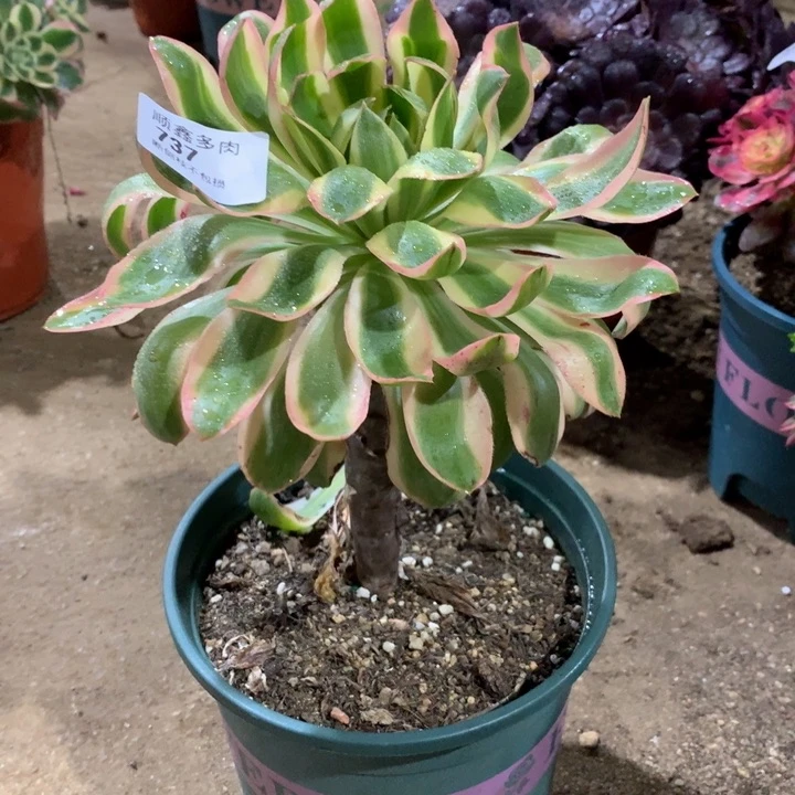 壹****回737青连多肉植物