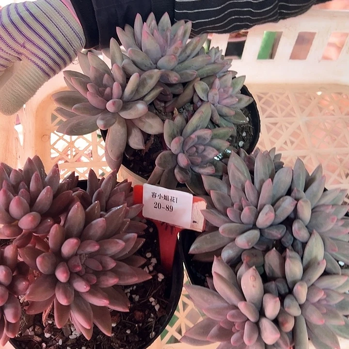 20.89紫美人一个脱土