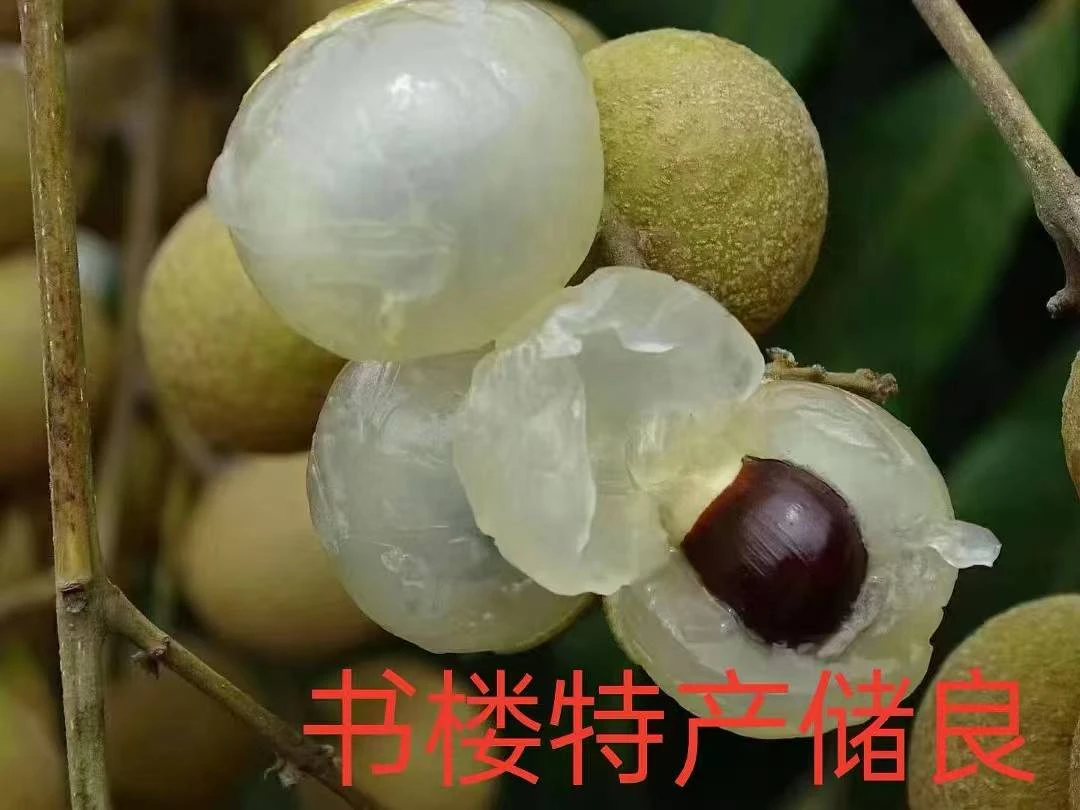 现摘新鲜当季桂圆清甜多汁