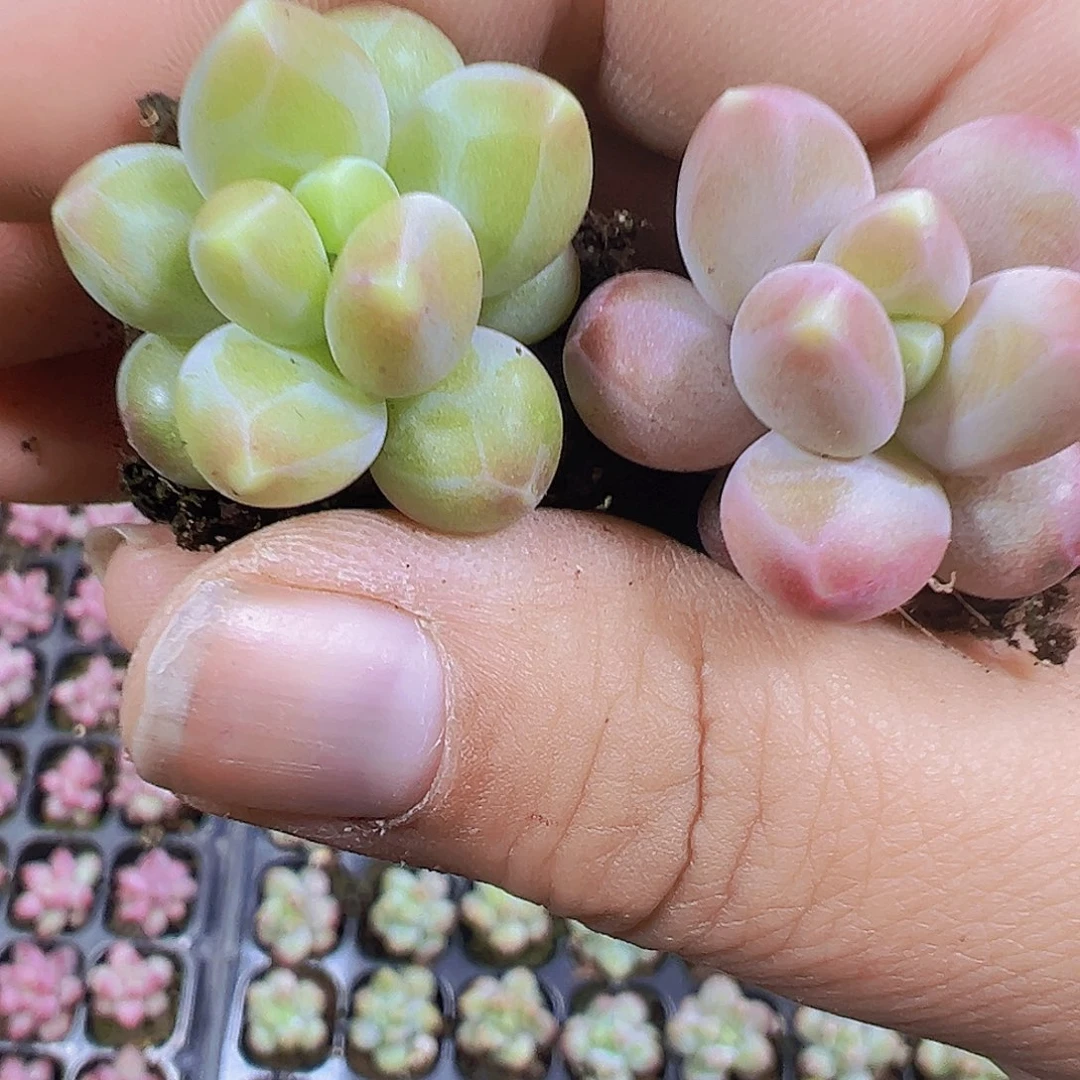 咖啡豆3个19包邮多肉植物