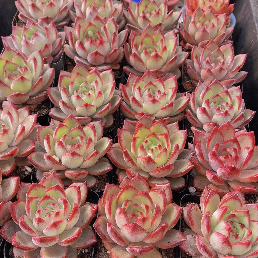 量拍137号 夜魔侠单头一个