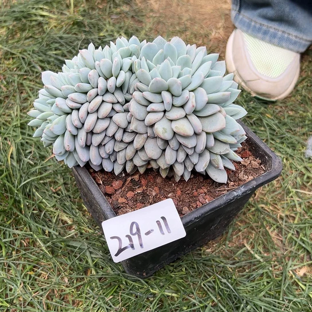 219-11橙子缀叶插多肉