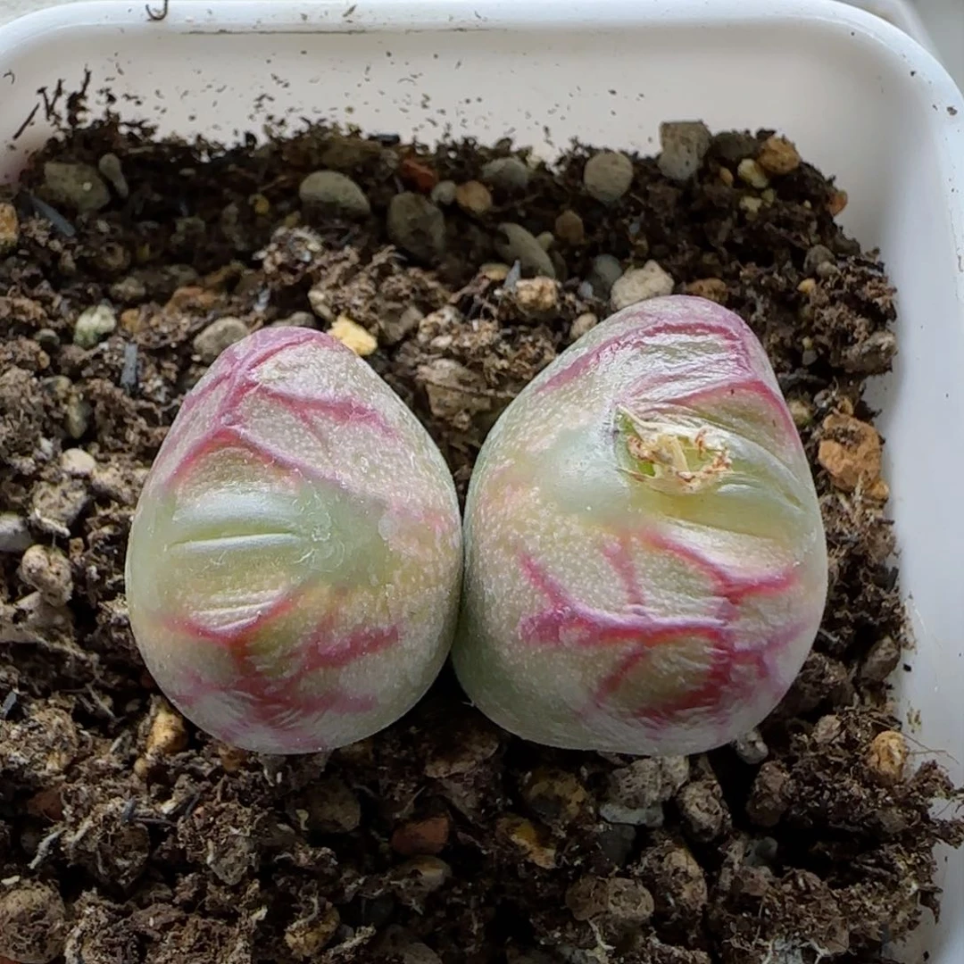@***心1-31新年福利8.8折脱土