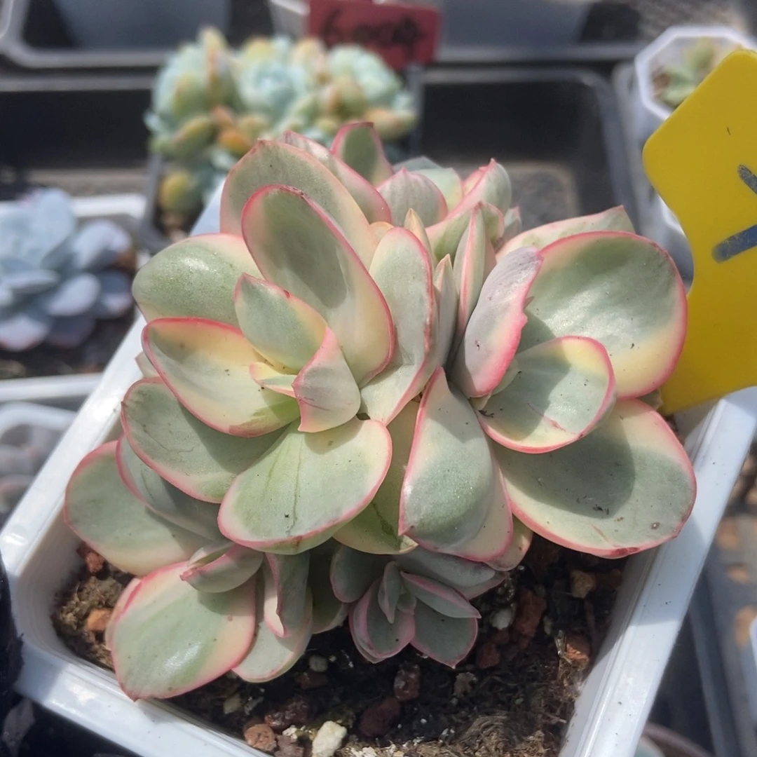 727秀妍锦多肉植物保护
