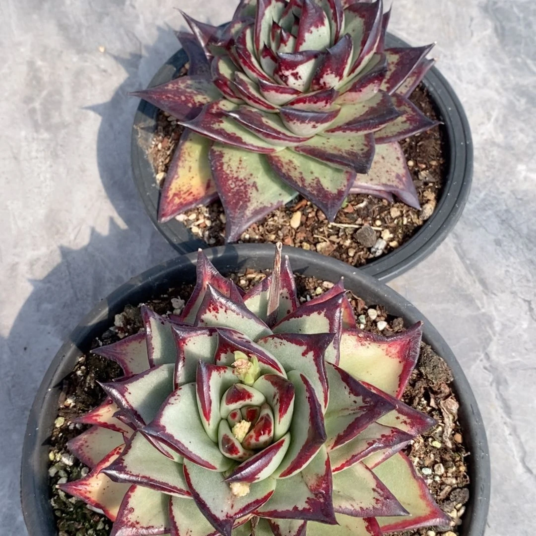 舍*福利特价美乌拉丝