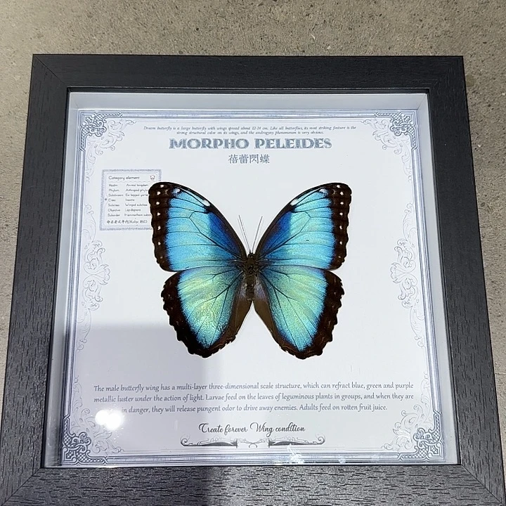 蓓蕾闪蝶蝴蝶标本熊