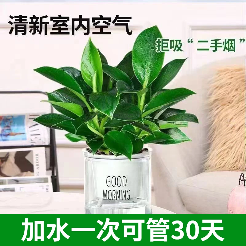 110盆大叶金钻绿公主长苗盆栽绿萝箩水培植物室内花卉绿植除甲醛