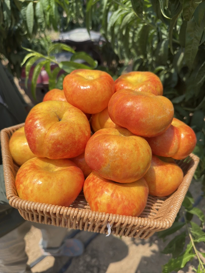 陕西彩虹黄金油蟠桃