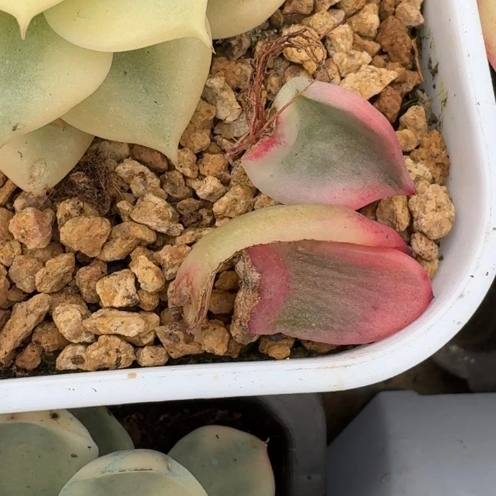 盲盒叶片一物一拍