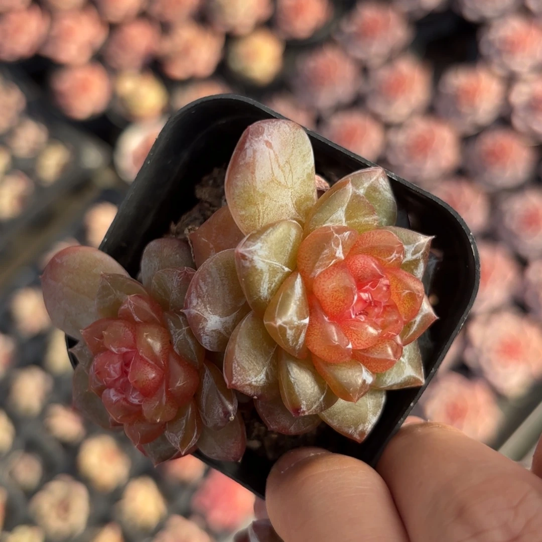 双头糖心脱土发货