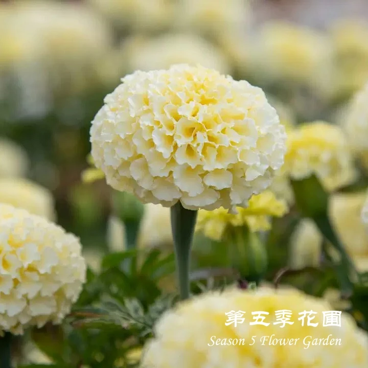 第五季花圃 万寿菊‘铂金max’ 多年生耐热夏秋开花植物 阳台盆栽苗
