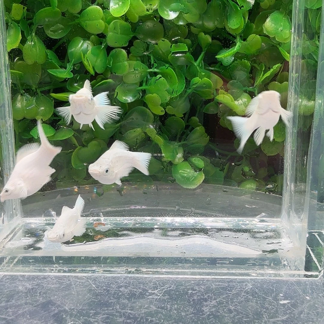 孔雀鱼瓷白玛骊球苗5条不分公母