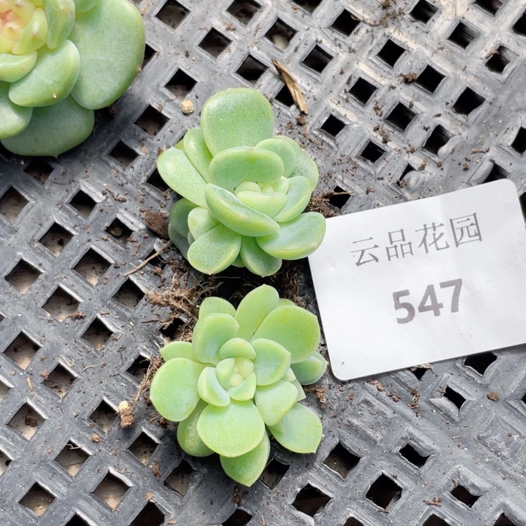 欣***宸547号糖心冰心珍妮2