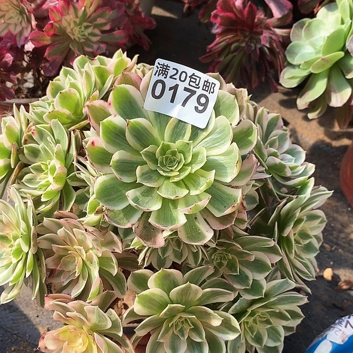 0179 一颗海王法师