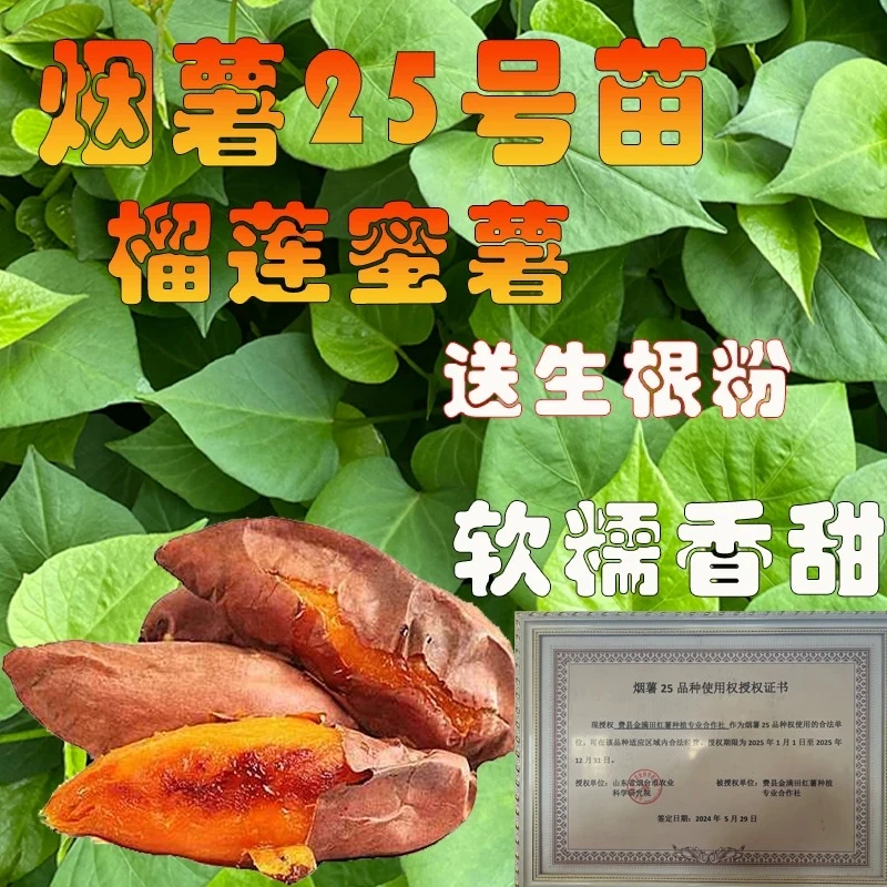 烟薯25号红薯苗榴莲蜜薯苗西瓜红番薯苗紫薯板栗薯淀粉薯吃叶子苗