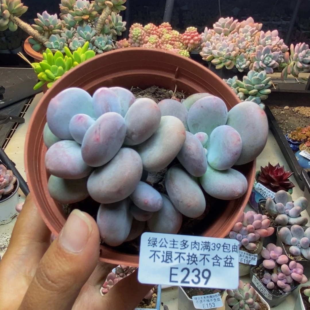 239大叶奶多肉8c m