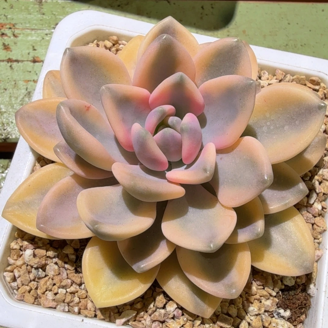 冬美人锦，锦上园艺一物一拍