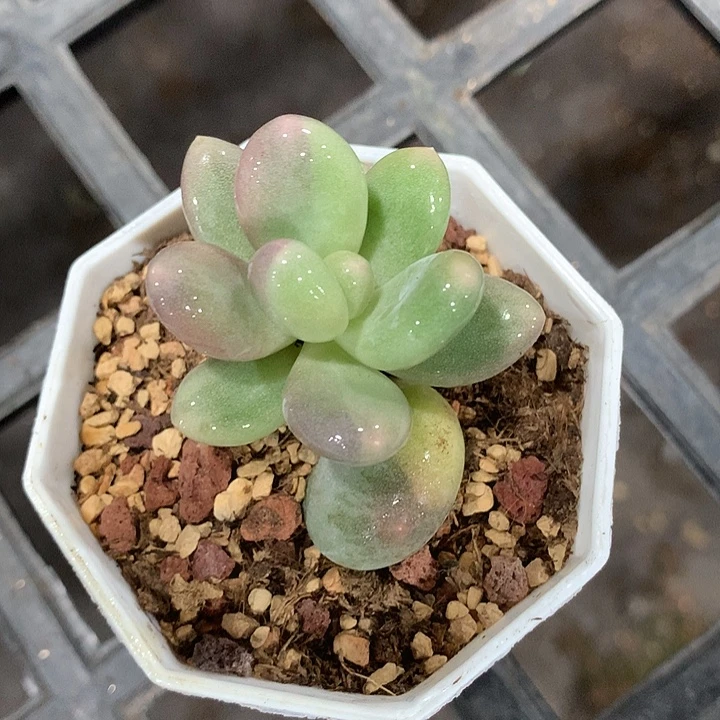 奶酪锦锦锦锦叶插