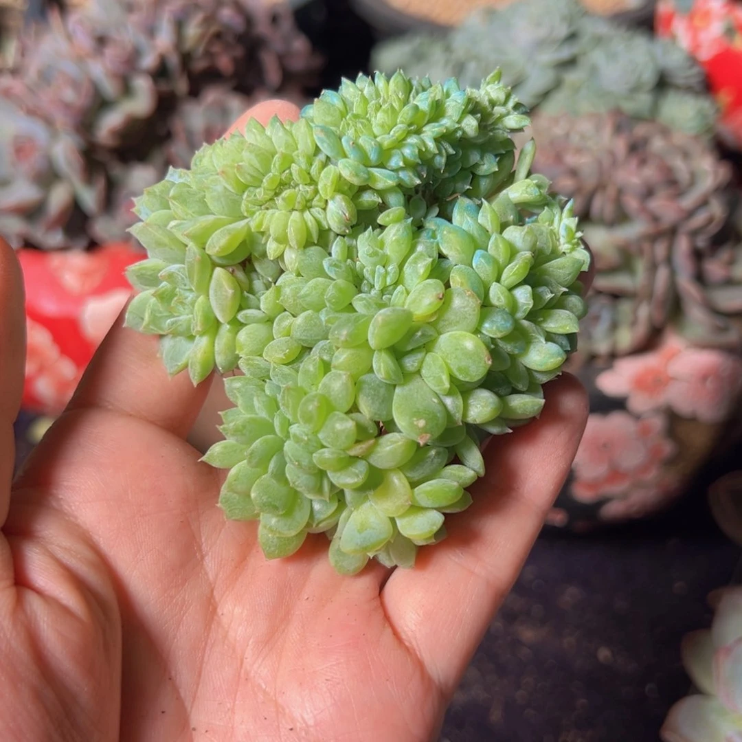 星*新年快乐 新年快乐