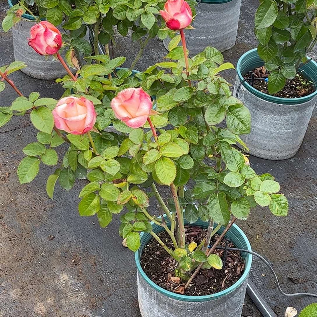 无花朵粉衬裙，1.8加仑土球发货