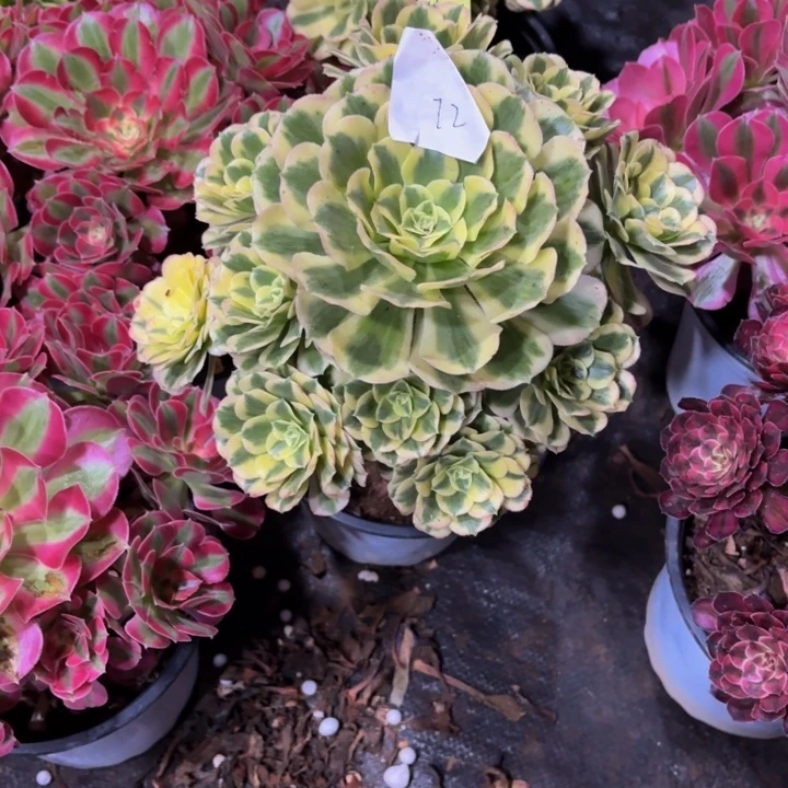 云南迈巴赫好看72号