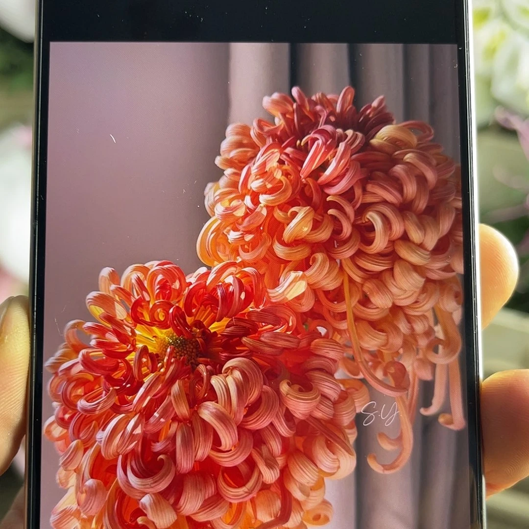 完全开放大菊（七彩北汤）1枝