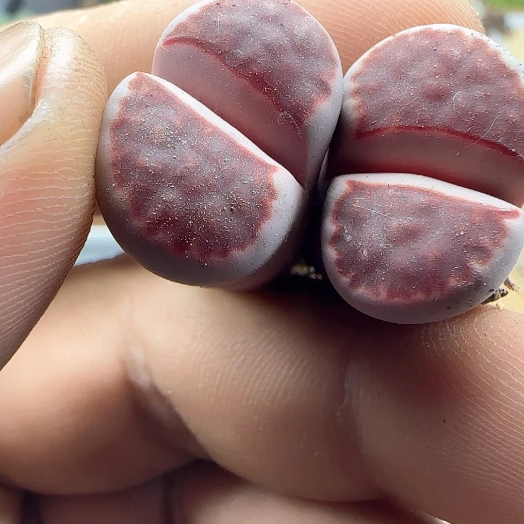 桃***啊哈哈哈哈哈哈哈哈41587