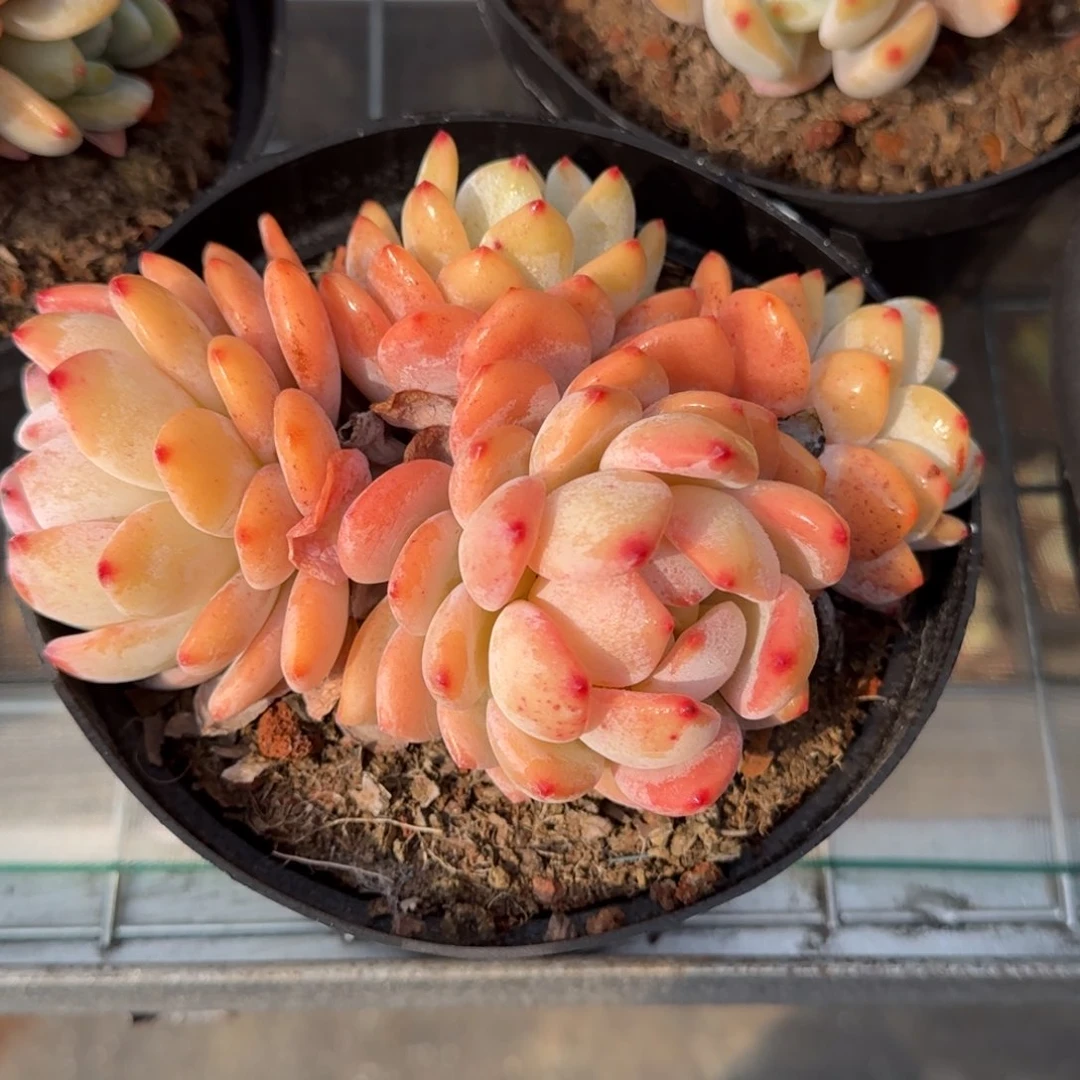 从前慢甄选多肉编号冷香小