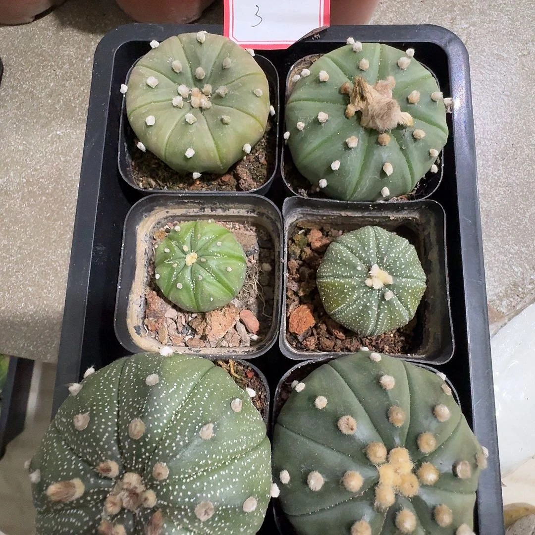 3 号六颗实生兜包邮