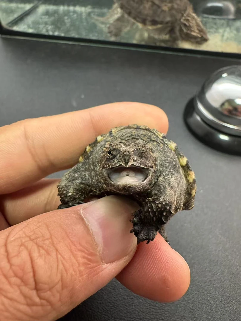 【直播间专属】纯佛大头宽嘴爆刺佛州拟鳄龟人工养殖宠物活体小乌龟