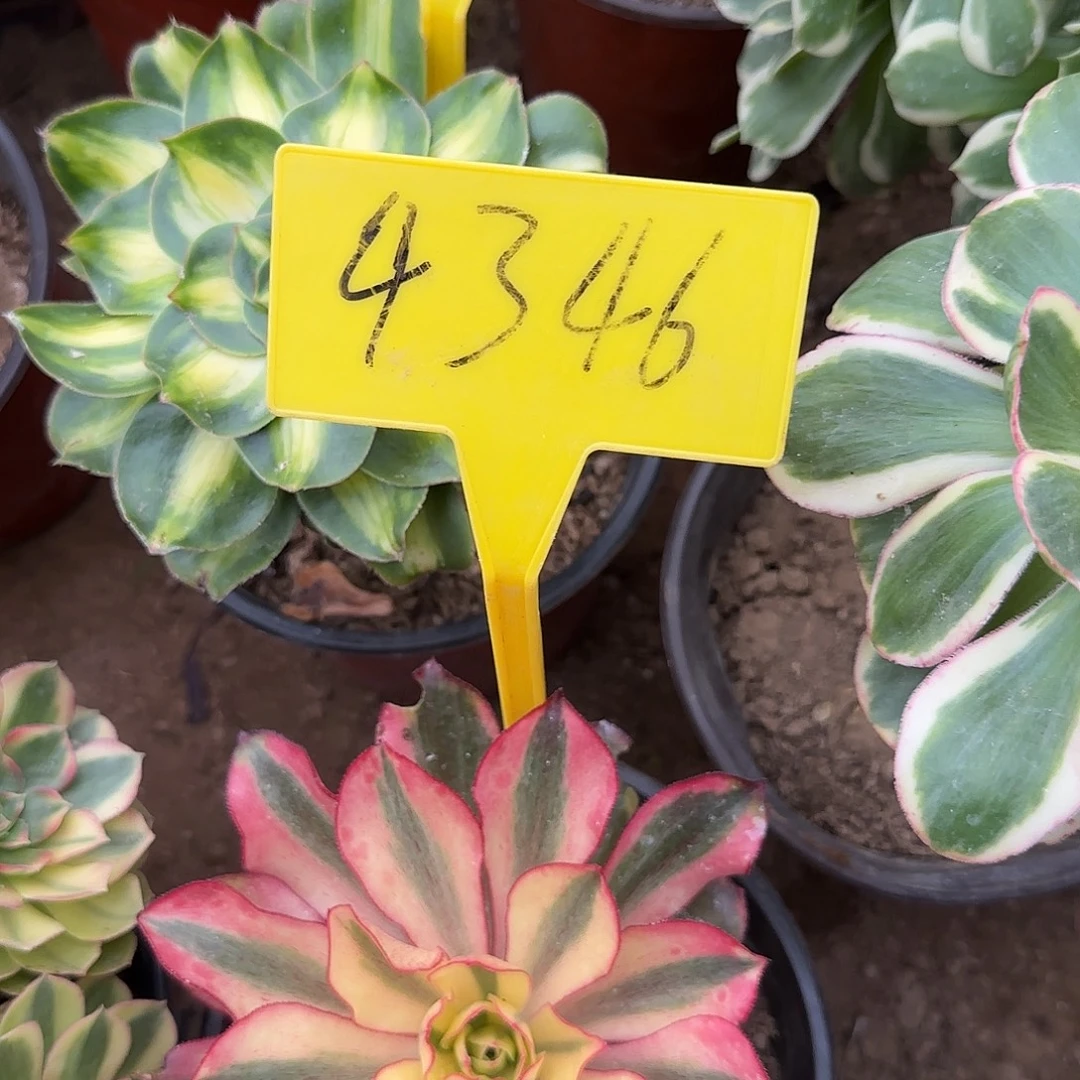4346---多头多肉植物