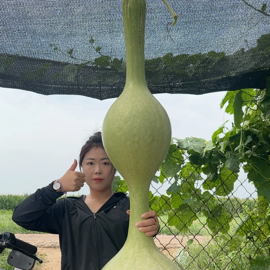 1米38超大三庭葫芦籽10粒
