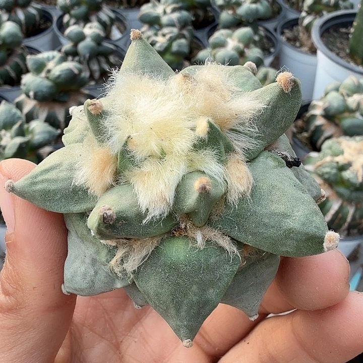 无花朵570落地龙牙怒涛