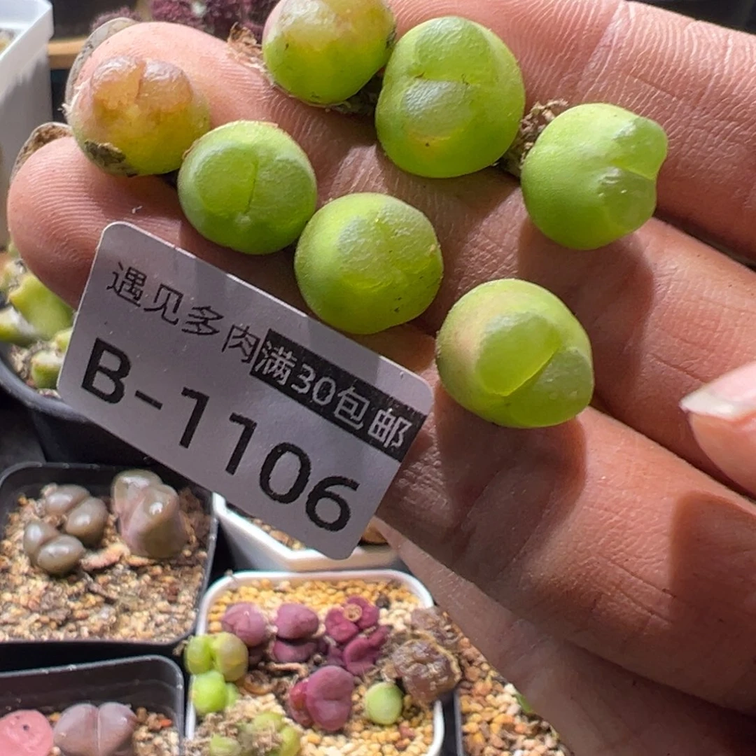 ****꧔多肉植物11111111111111