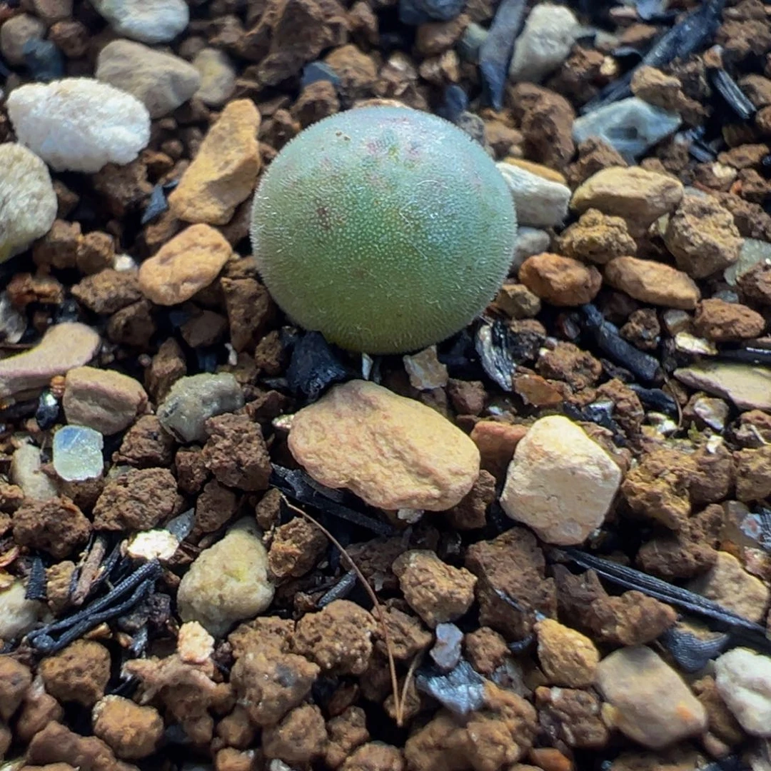 空蝉大眼睛多肉盆栽