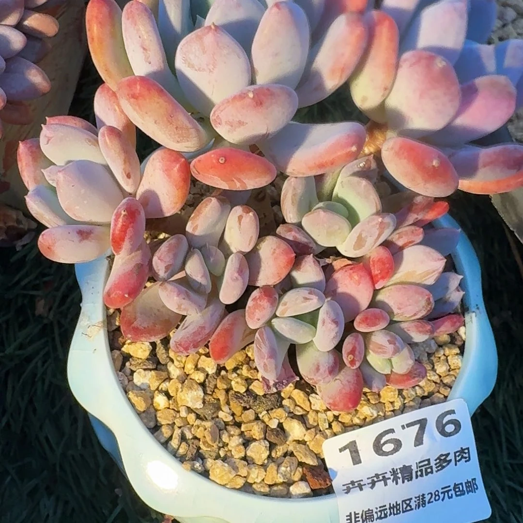 1676一物一拍（满28包邮）